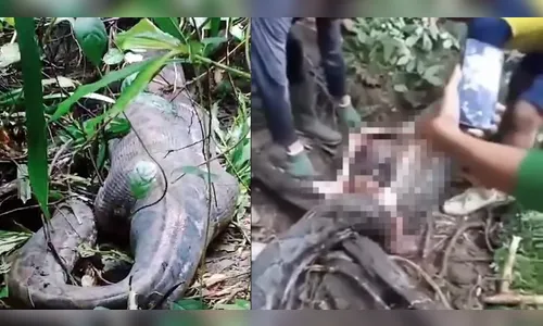 Mulher atacada por píton: como é possível serpente engolir humanos?