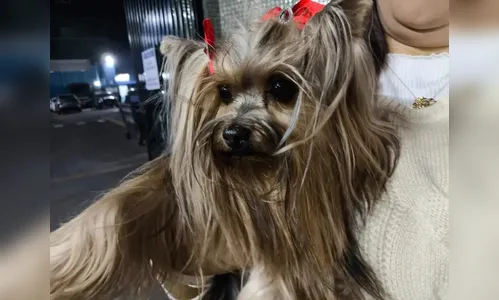 Mulher é suspeita de furtar cachorro de família; vídeo mostra ação