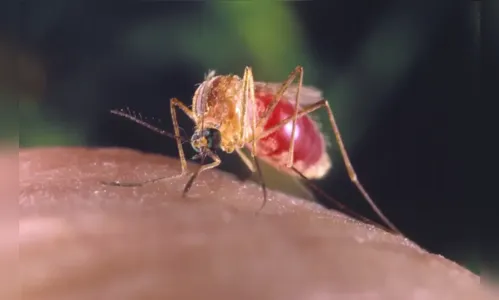 Febre oropouche é associada a casos de microcefalia em bebês; entenda