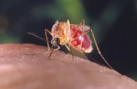 A febre oropouche é uma doença causada por um arbovírus (vírus transmitido por espécies de mosquitos)