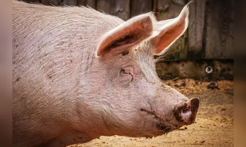Homem é ameaçado em Lunardelli após sumiço de porcos