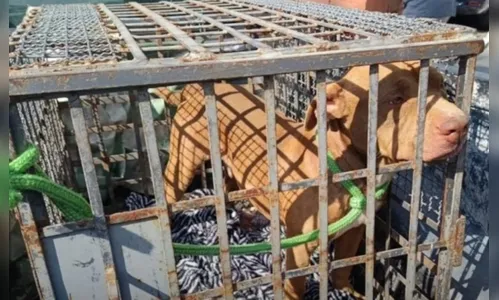 Idoso é preso em flagrante por maltratar cão da raça pitbull