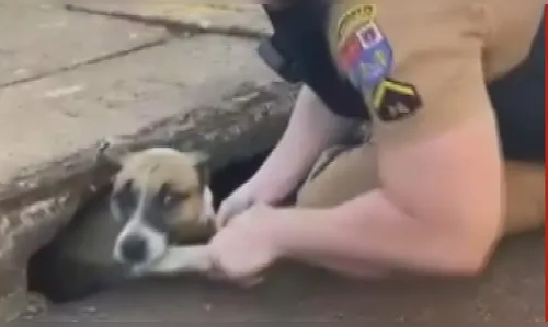 Cachorro fica preso em bueiro e é resgatado por PM; veja vídeo