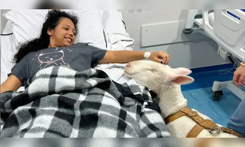 Pacientes recebem visita de ovelhas em hospital do PR; entenda