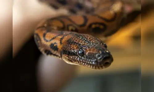 Conheça Ronaldo, a cobra brasileira solitária que teve 14 filhotes