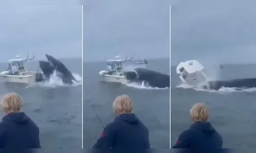 Baleia salta e vira barco de pesca nos EUA; veja