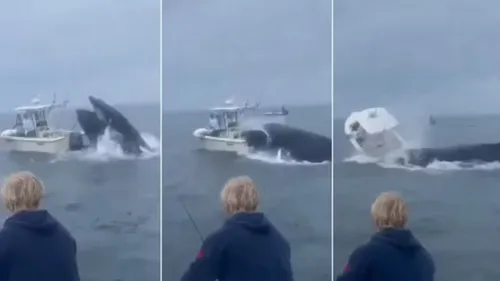 Baleia salta e vira barco de pesca nos EUA; veja