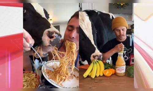 Boi faz sucesso na internet levando vida de animal doméstico; veja