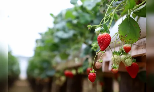 Abacaxi, uva e morango: veja frutas que tiveram variação nos preços