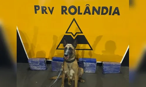 Cão da PRE encontra maconha em mochila de passageiro de ônibus no PR