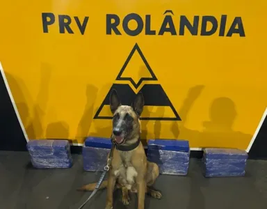 Cão Radar foi utilizado na ocorrência