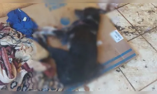 Homem é multado em R$ 6 mil por matar cachorro de estimação a pauladas