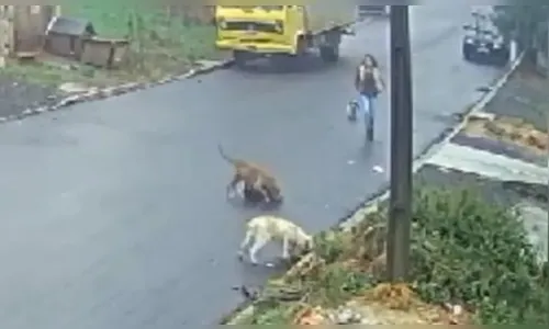 Câmera flagra ataque com pitbull em rua no Paraná; veja