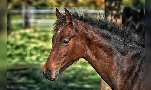 Cavalgada será realizada em Apucarana; saiba como participar