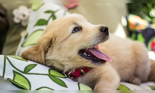 Confira as curiosidades sobre ter um Golden Retriever filhote