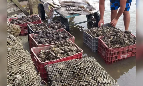 Comercialização de ostras e mexilhões é proibida em Guaratuba