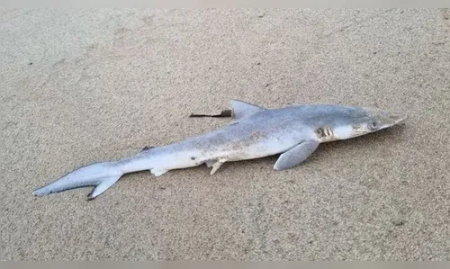 Como tubarões da costa brasileira testaram positivo para cocaína?