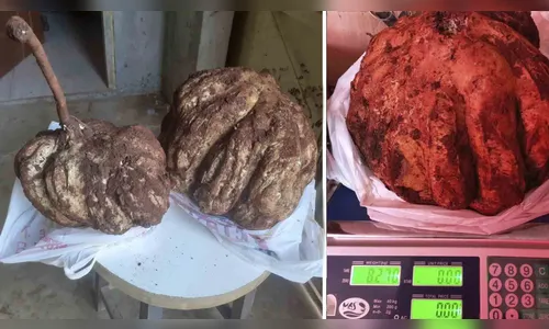 Morador de Manoel Ribas colhe batatas-doces de mais de 8 Kg