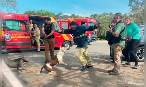 Pitbulls soltos atacam jovem e bombeiros em parque