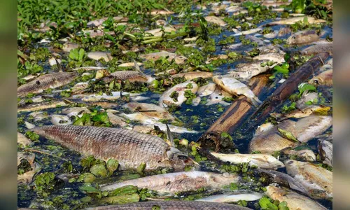 Poluição mata 50 toneladas de peixes; usina é multada em R$ 18 milhões