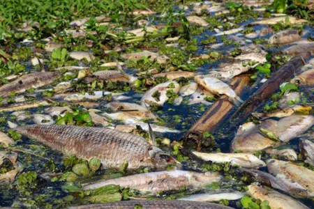 Especialistas apontam que o impacto na fauna aquática do Rio Piracicaba e deve durar vários anos