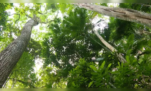 Estudo mostra vantagem de manter mata nativa perto de áreas agrícolas