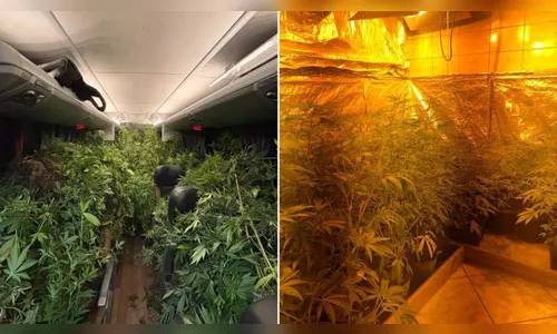 Polícia Militar apreende 519 pés de maconha em estufa no Paraná