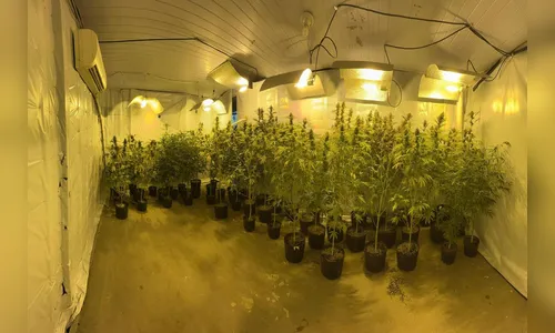Polícia Militar encontra nova estufa de maconha no Paraná