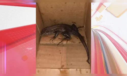 Mulher compra airfryer pela internet e recebe lagarto em caixa; vídeo