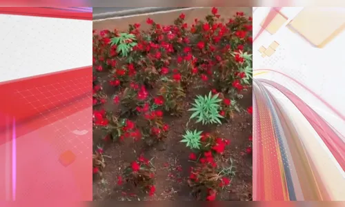 Vídeo com supostos pés de maconha em avenida de Maringá viraliza