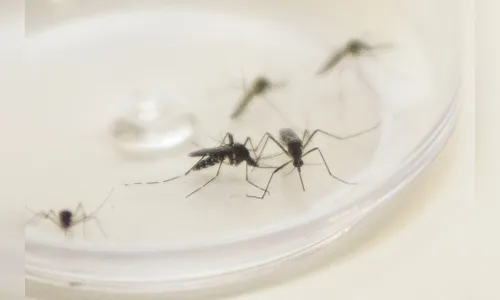 Sesa confirma sete novas mortes por dengue e região soma 71 óbitos