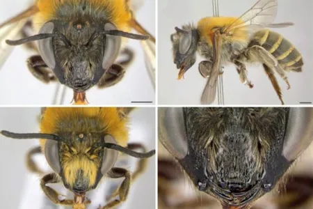 Nova espécie de abelha é descoberta por professora da Unicentro