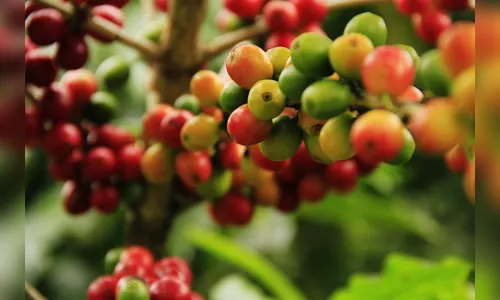 Sexta edição do Avança Café estão com inscrições abertas