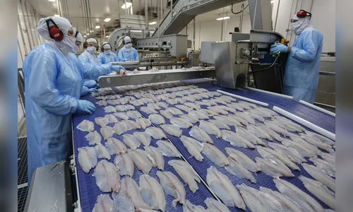 Com tilápia em alta, exportação paranaense de pescados cresce 20%