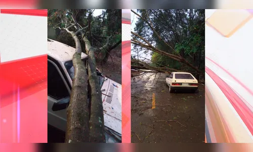 Árvore cai sobre para-brisa de VW Gol e casal sai ileso: 