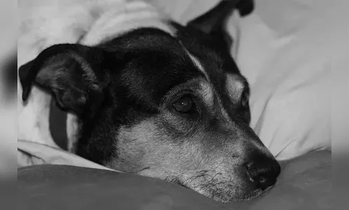 Homem é denunciado por maus-tratos a cachorro em Godoy Moreira