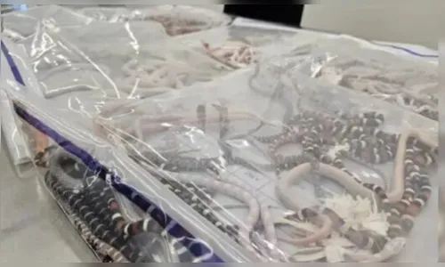 Homem esconde mais de 100 cobras vivas na calça e é preso; veja vídeo