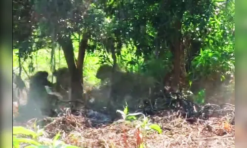 Impressionante! Pescador flagra briga de onças-pintadas no Pantanal