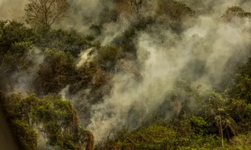 O estudo mostra que apesar de o bioma conviver com o fogo, existem áreas que são sensíveis aos incêndios