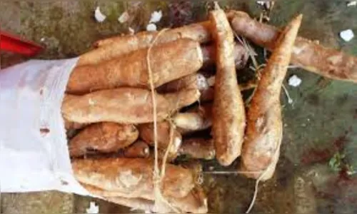 Homem chama a PM após ter 60 kg de mandioca furtados de propriedade