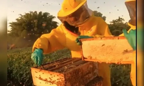 Abelhas produzem mel e aumentam produção de grãos no Noroeste