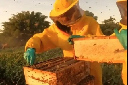 O manejo adequado das lavouras traz benefícios tanto ambientais quanto econômicos para o produtor