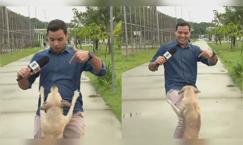 Fofura! Cachorro caramelo 'invade' transmissão da Globo e gera risos