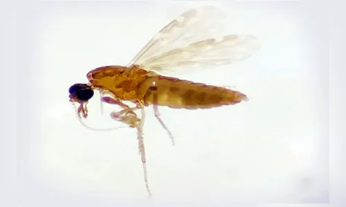 País apura primeiras mortes por febre oropouche no mundo