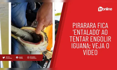 Pirarara fica 'entalado' ao tentar engolir iguana; vídeo exibe resgate