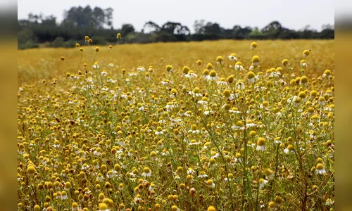 Agosto terá 8 caminhadas na natureza em campos de camomila e cachoeira