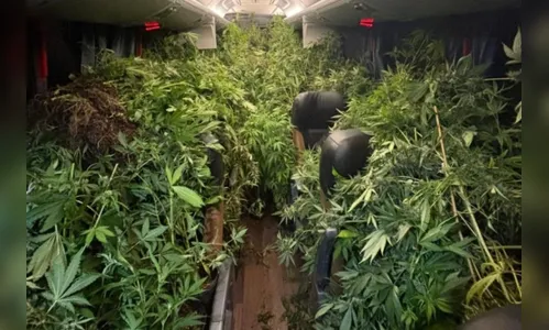Polícia Militar encontra estufa com mais de 500 pés de maconha no PR
