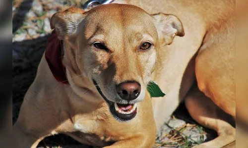 Por que hoje é o Dia Nacional do Vira-Lata?