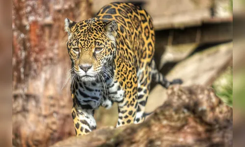 IAT orienta população sobre como agir ao avistar onças na cidade