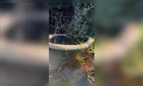 Sucuri de cerca de 3 metros é encontrada com cabeça esmagada no PR